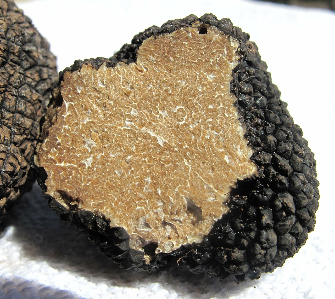 truffle real truffle mushroom free photo