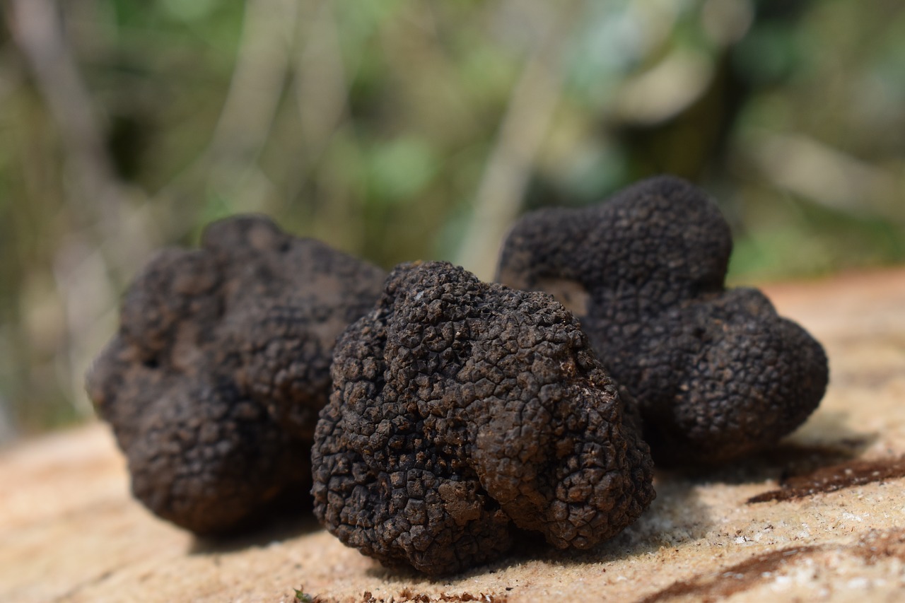 truffle  truffles  tuber free photo