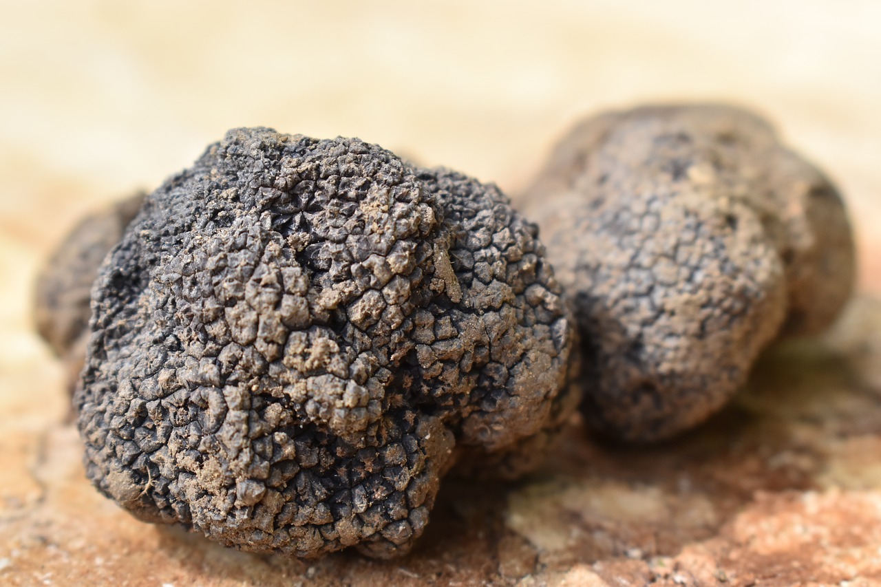 truffle  truffles  tuber free photo