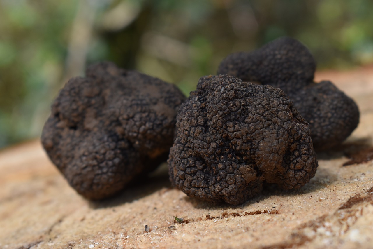 truffles  truffle  aestivum free photo