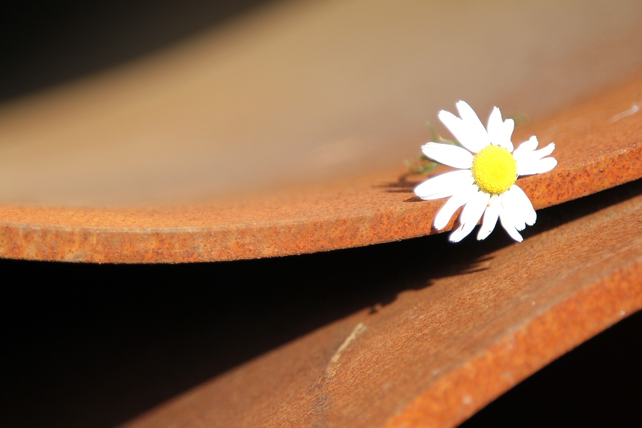 trumpet daisy rust free photo