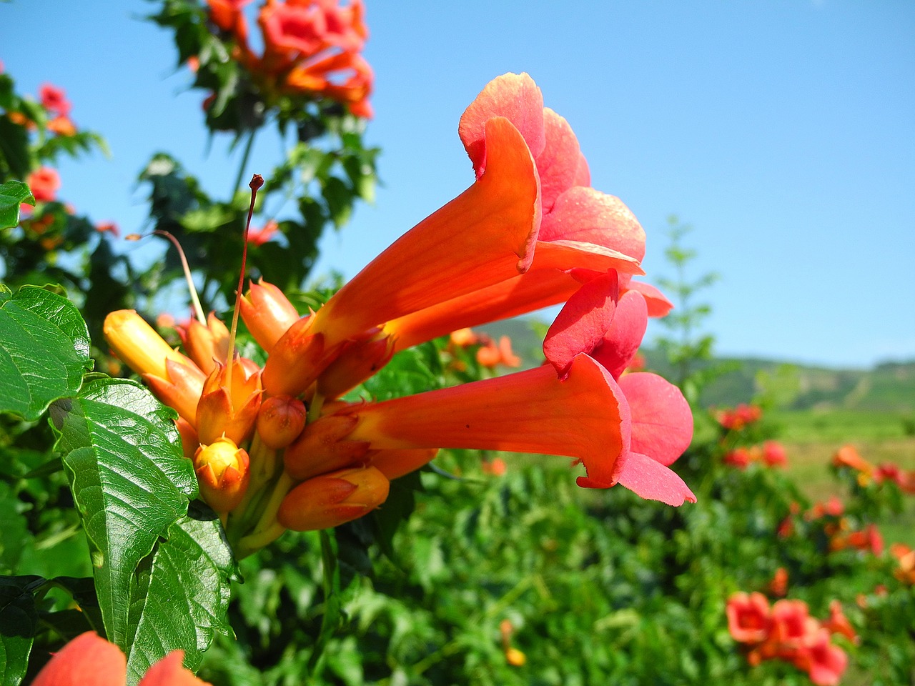 trumpet creeper camps radic orange flower free photo