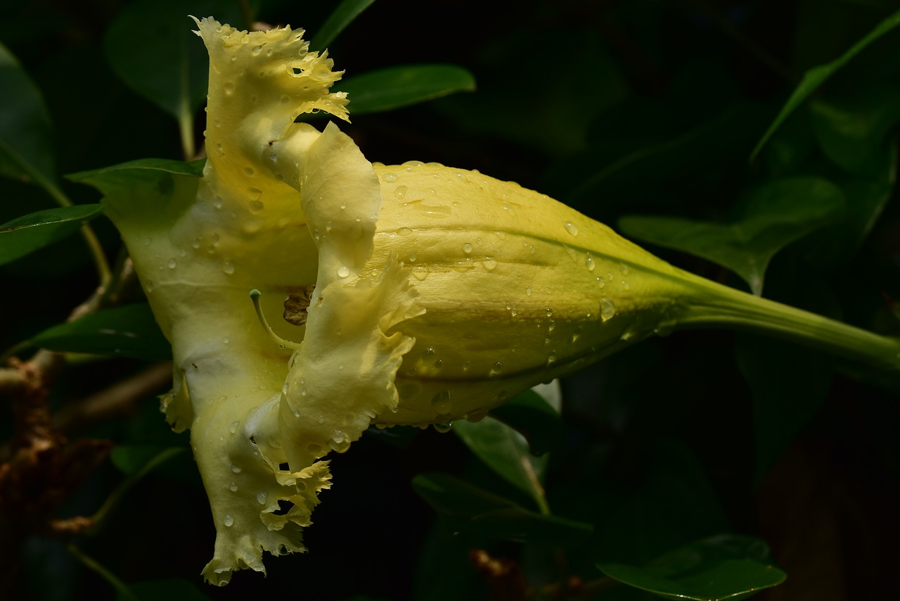 trumpet flower  yellow petal  bloom free photo