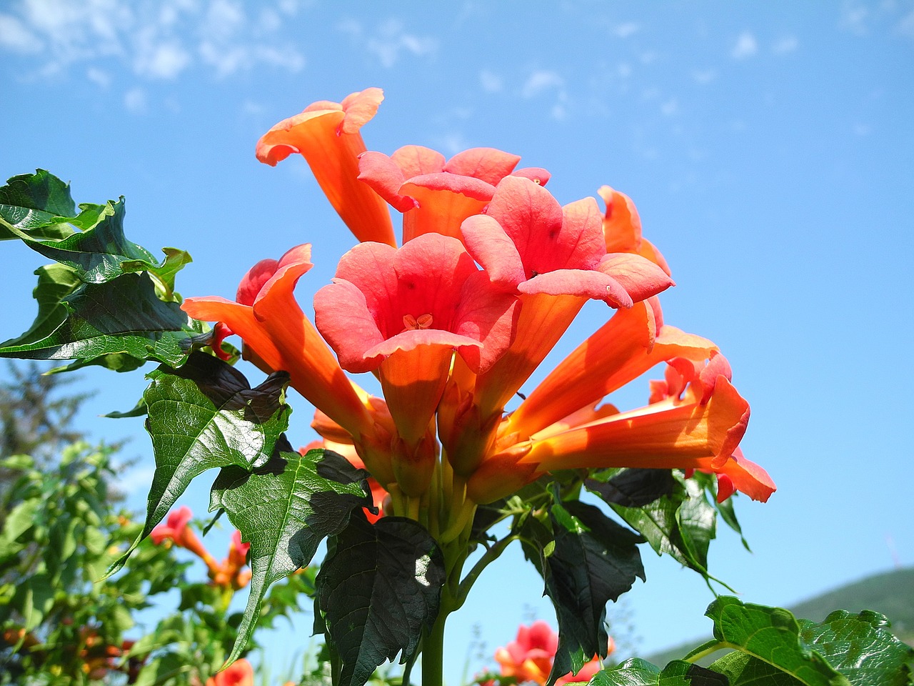 trumpet folyondár orange flower orange free photo