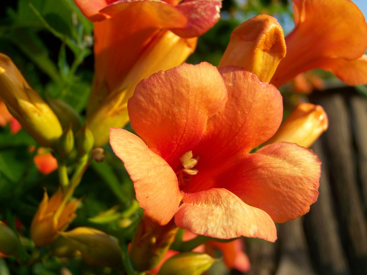 trumpet folyondár orange climbing plant garden free photo