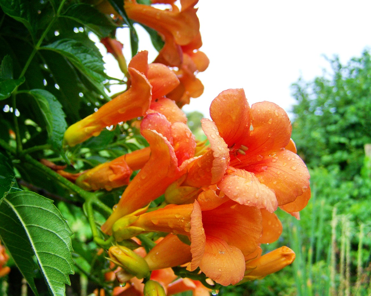 trumpet folyondár orange climbing plant garden free photo