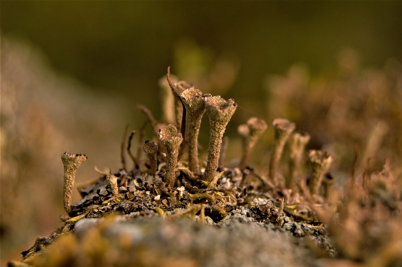 trumpet lichen lichen caldonia fimbriata free photo