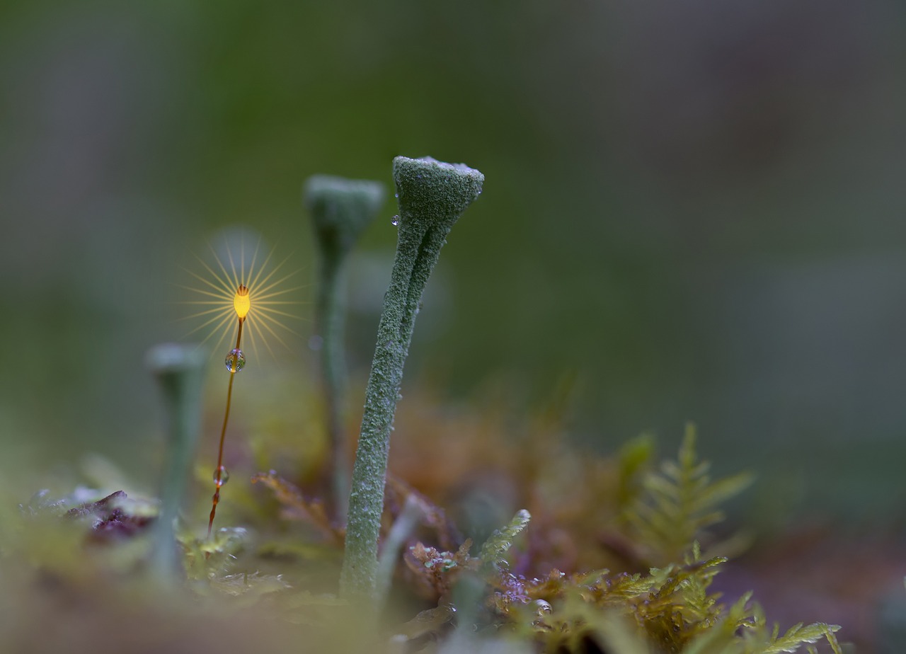 trumpet lichen forest moss free photo
