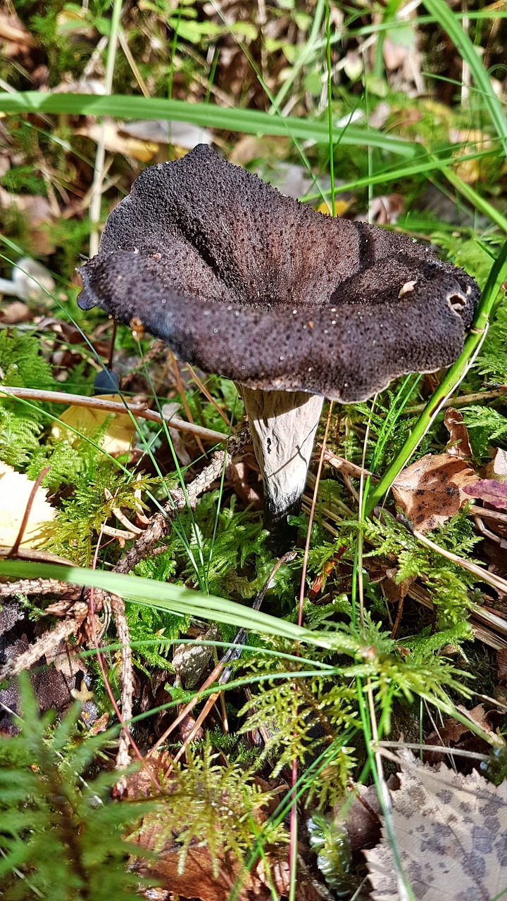 trumpet mushrooms  nature  autumn free photo