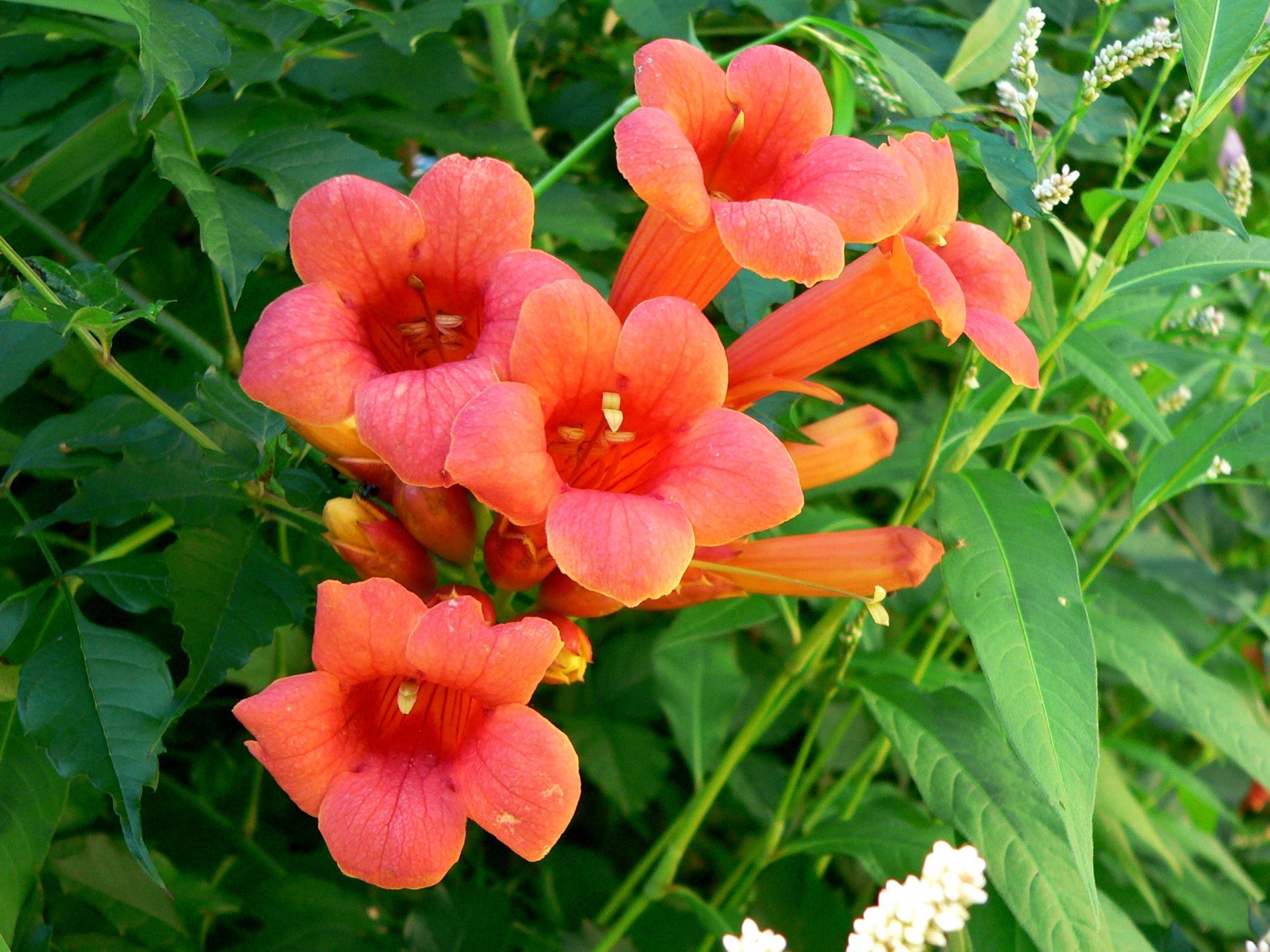 perennial trumpet vine free pictures free photo