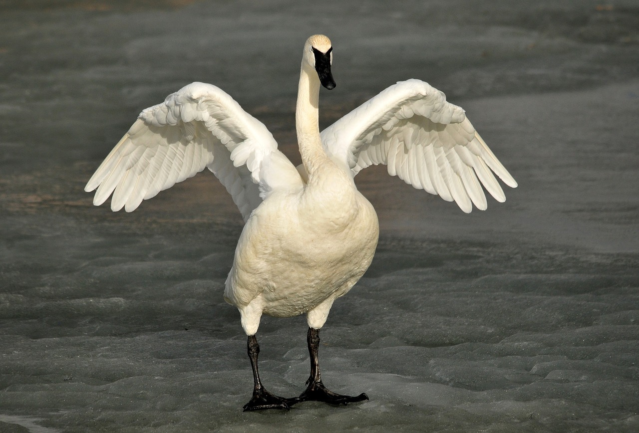 trumpeter swan bird wildlife free photo