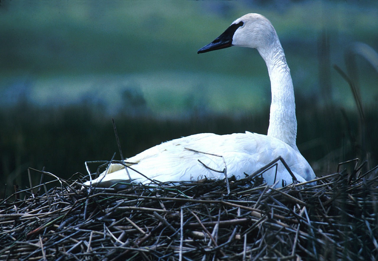 trumpeter swan nesting bird free photo