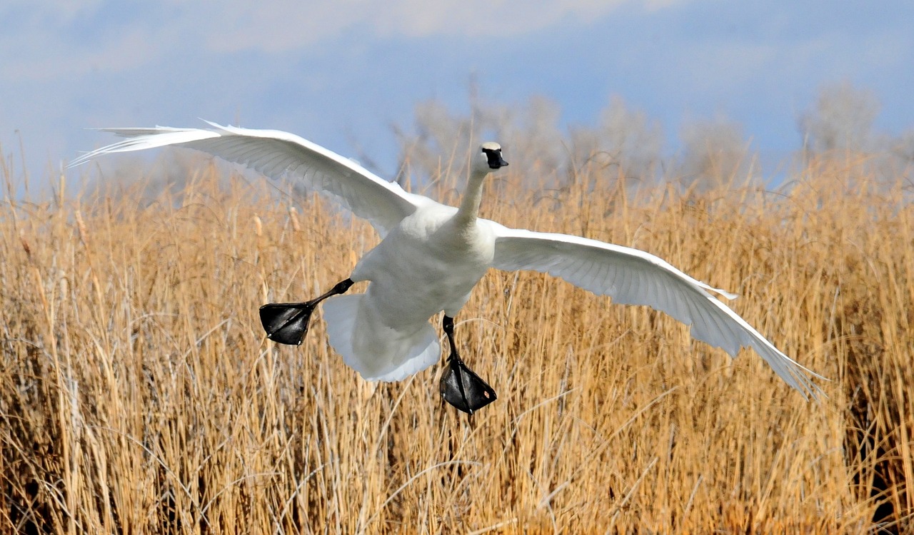 trumpeter swan landing bird free photo