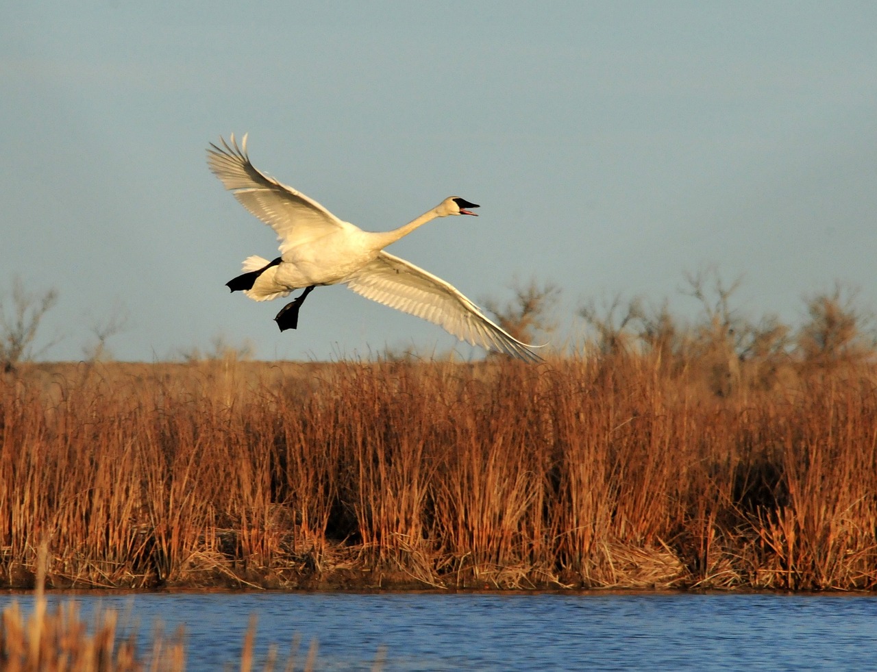 trumpeter swan flying bird free photo
