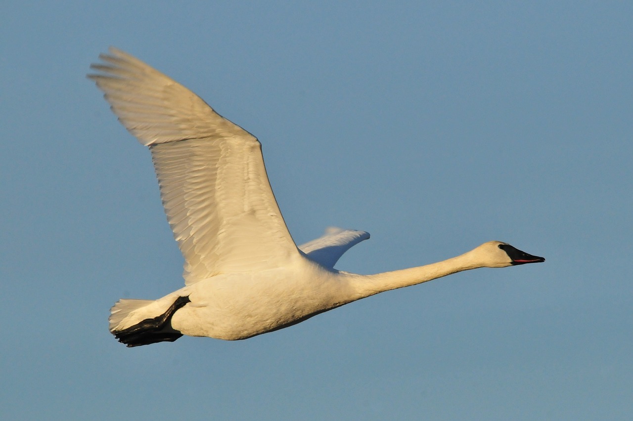 trumpeter swan bird wildlife free photo