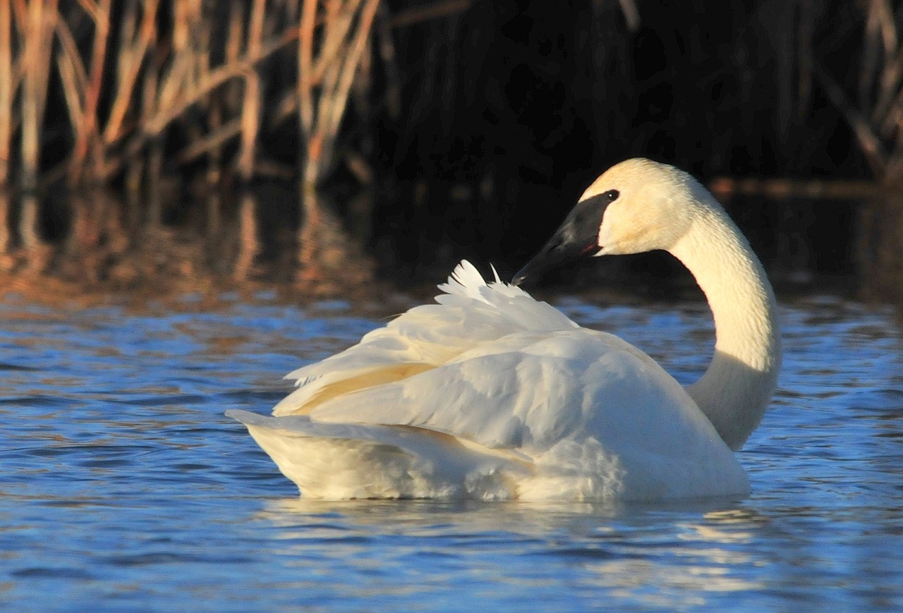 trumpeter swan bird wildlife free photo