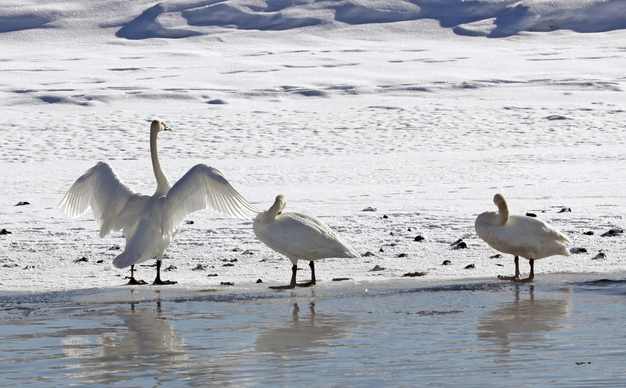trumpeter swans winter park free photo