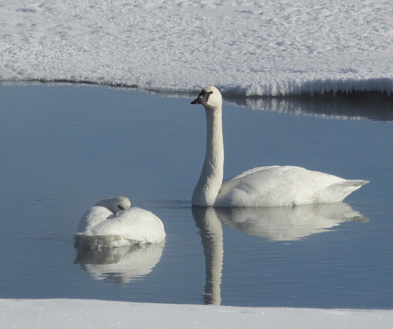 trumpeter swans swimming river free photo