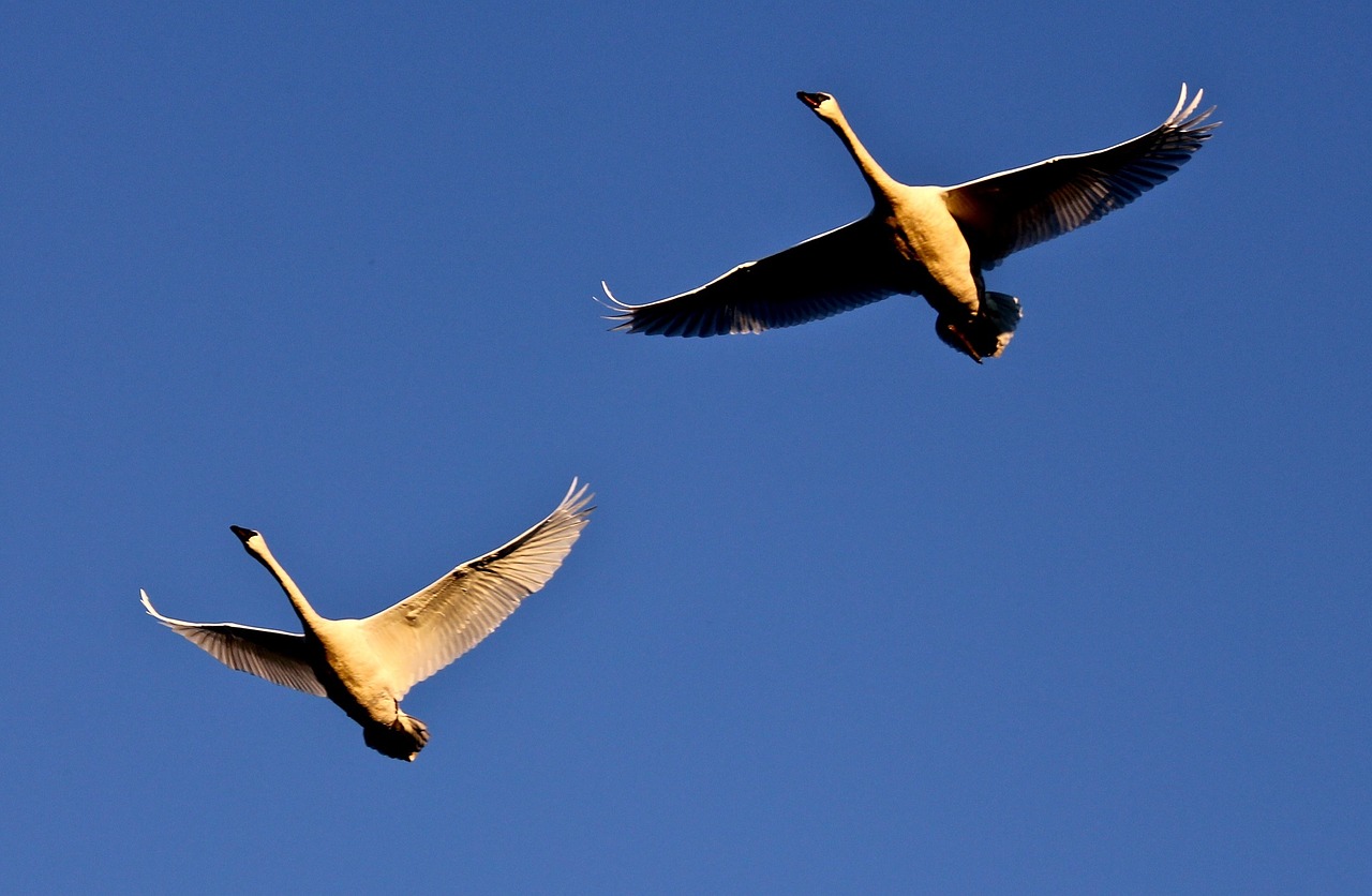 trumpeter swans flying wild free photo