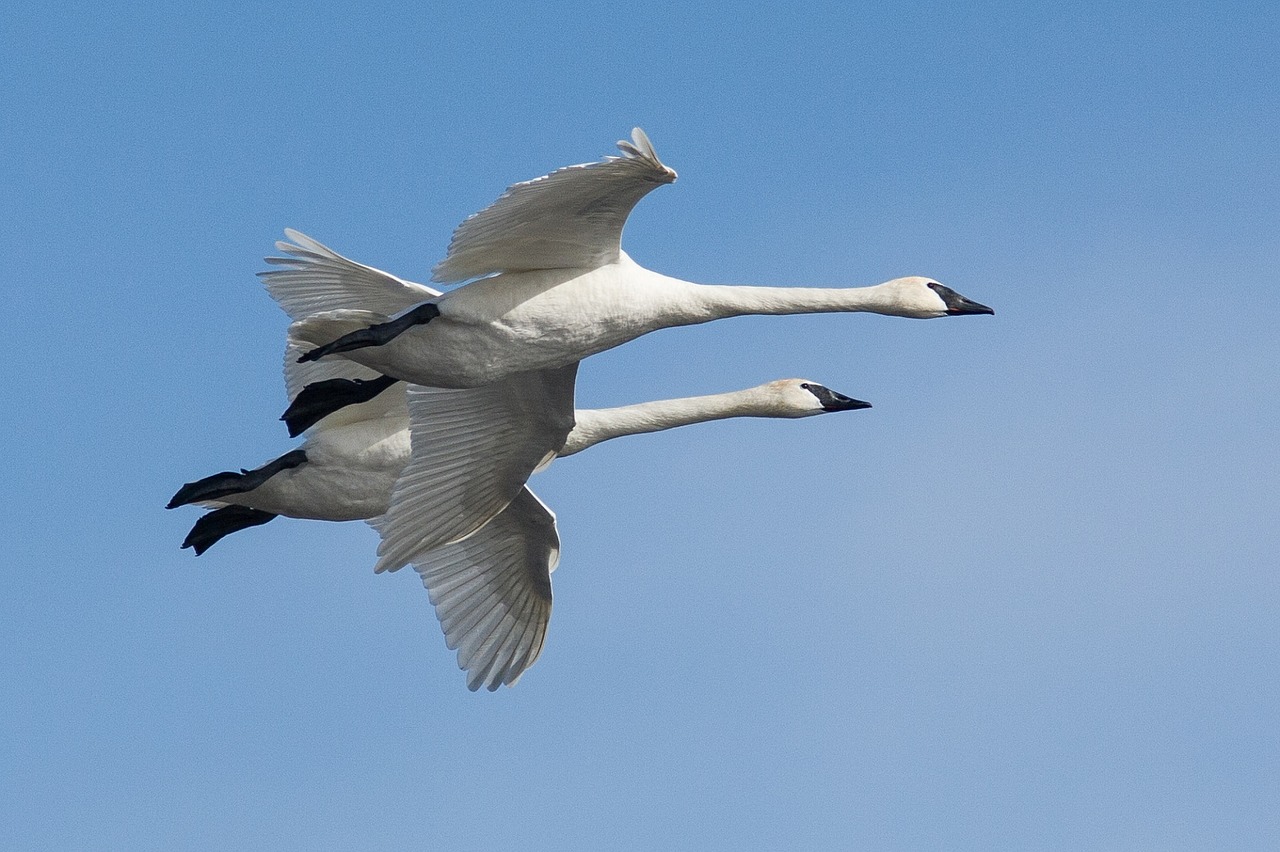 trumpeter swans flying birds free photo