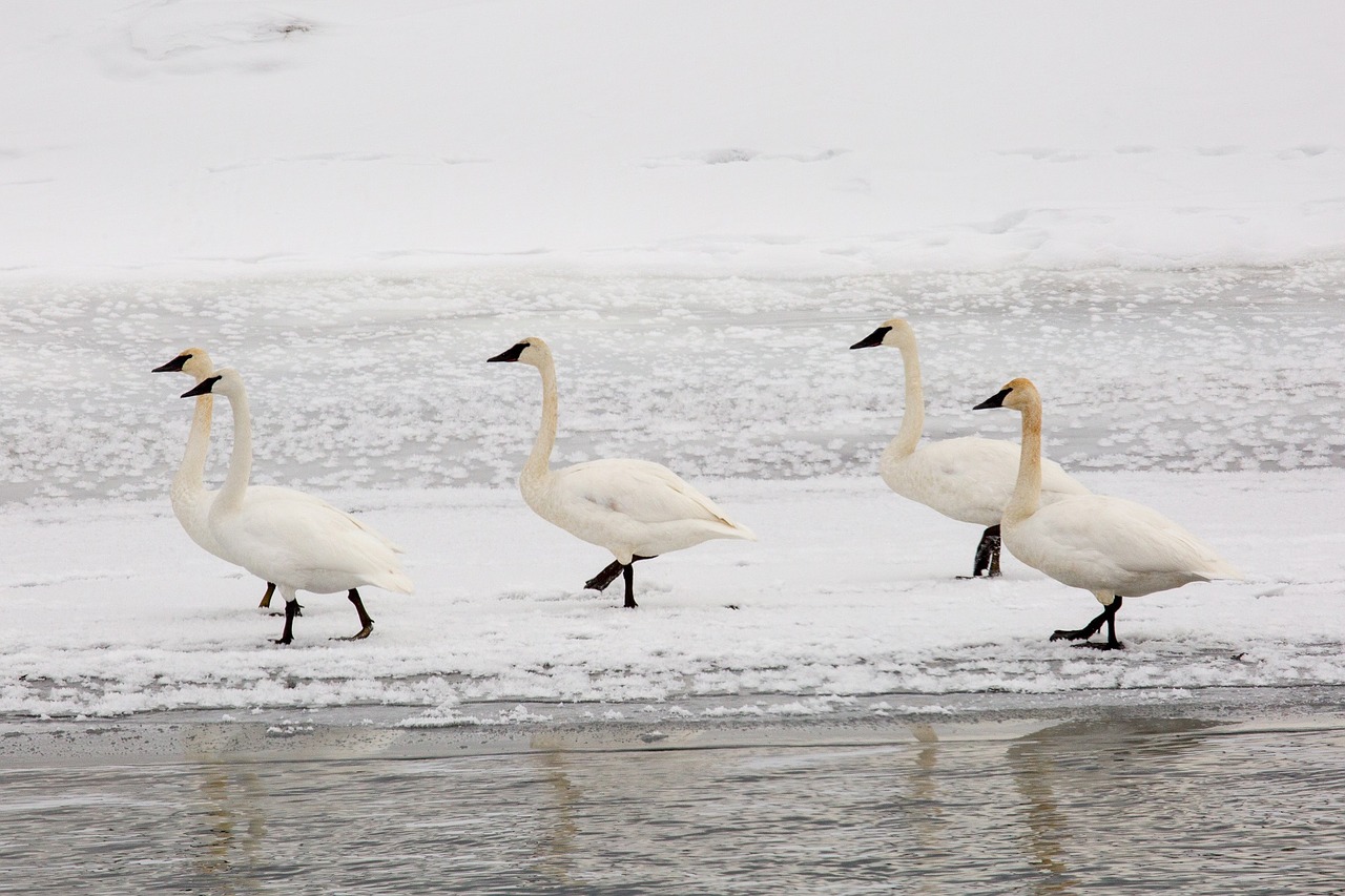 trumpeter swans snow winter free photo