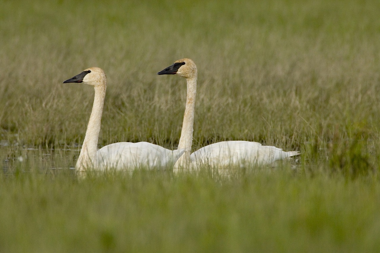 trumpeter swans birds white free photo