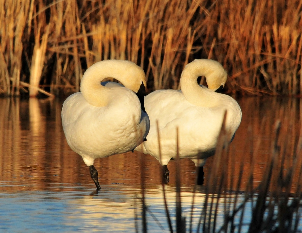 trumpeter swans birds large free photo