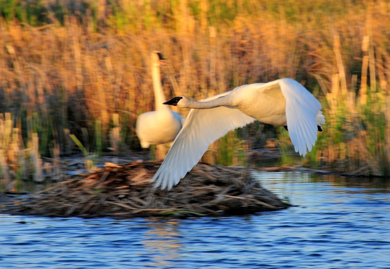 trumpeter swans birds wildlife free photo