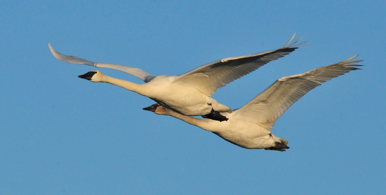 trumpeter swans flying birds free photo