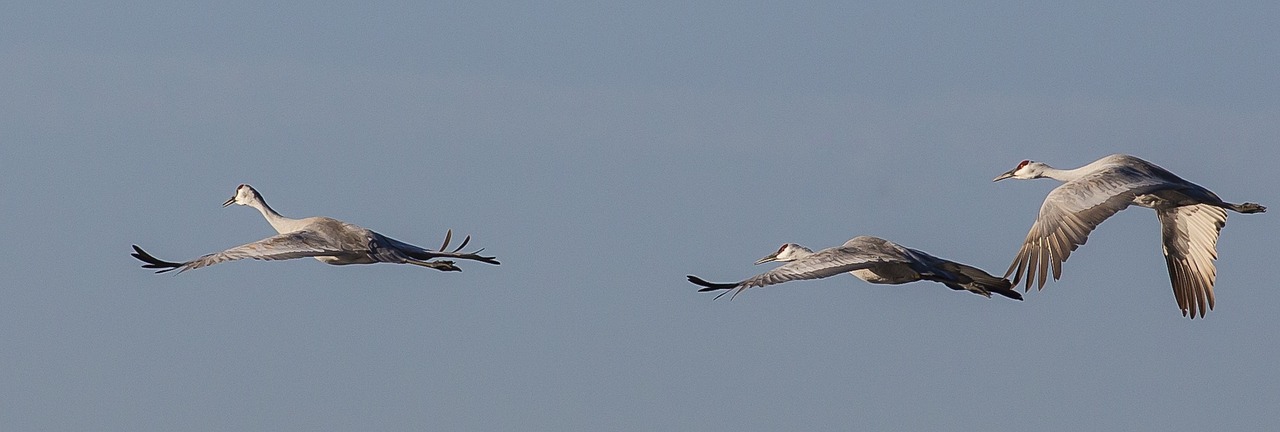 trumpeter swans flying flight free photo