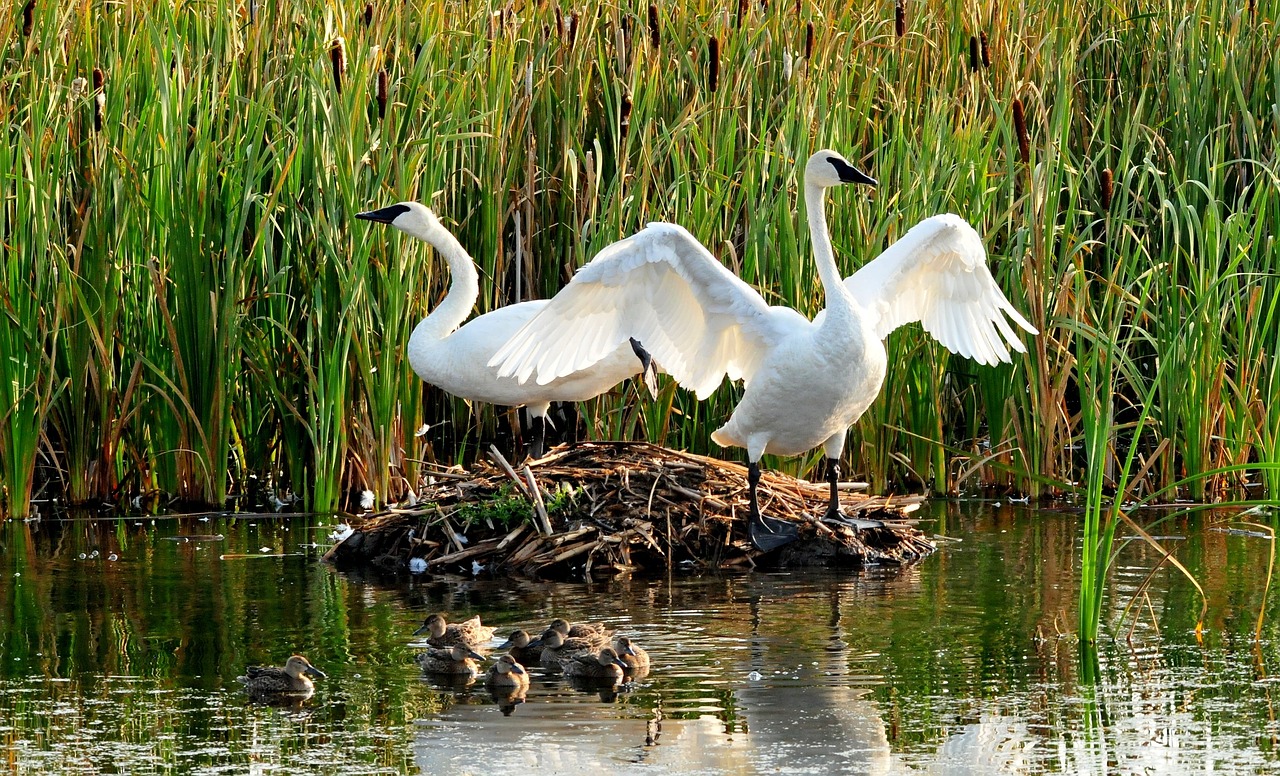 trumpeter swans birds wildlife free photo