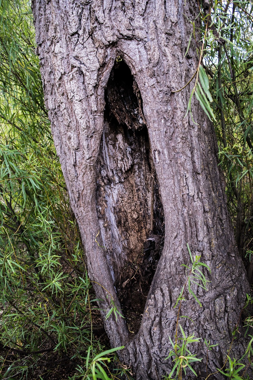 trunk tree cut trunk free photo