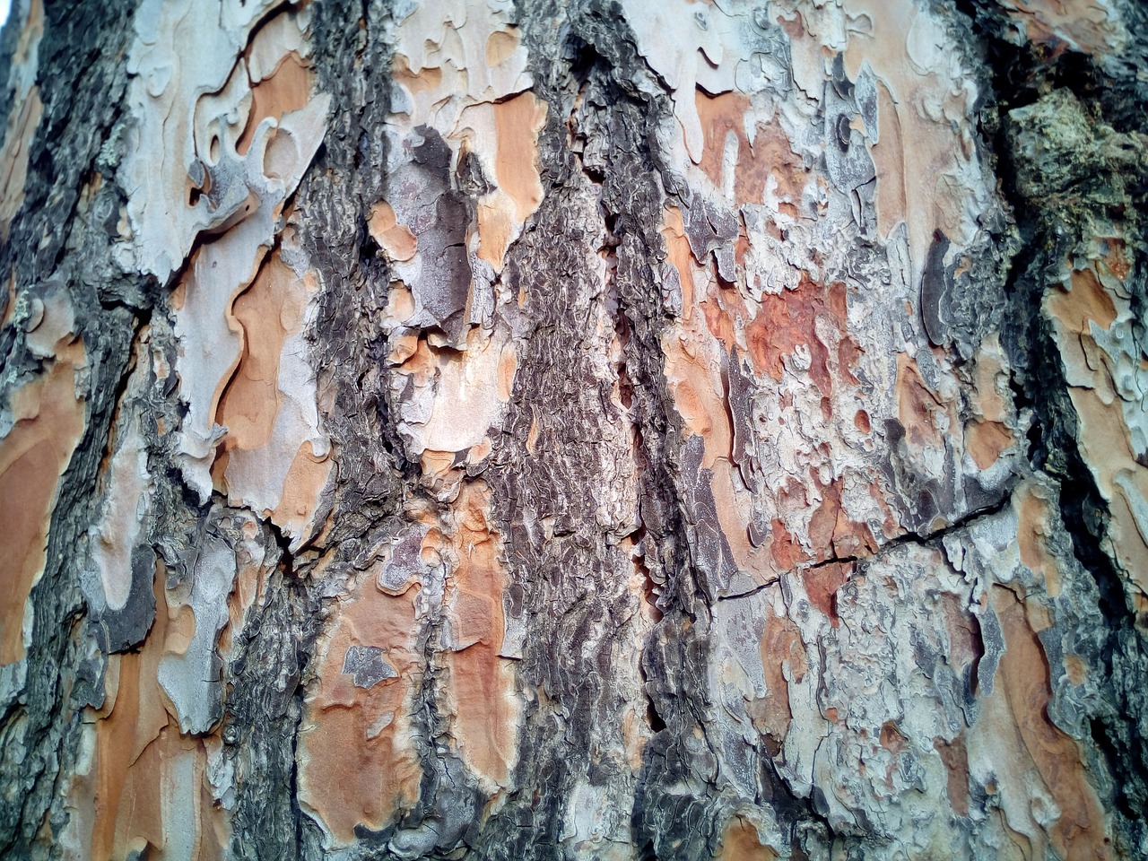 trunk bark texture free photo
