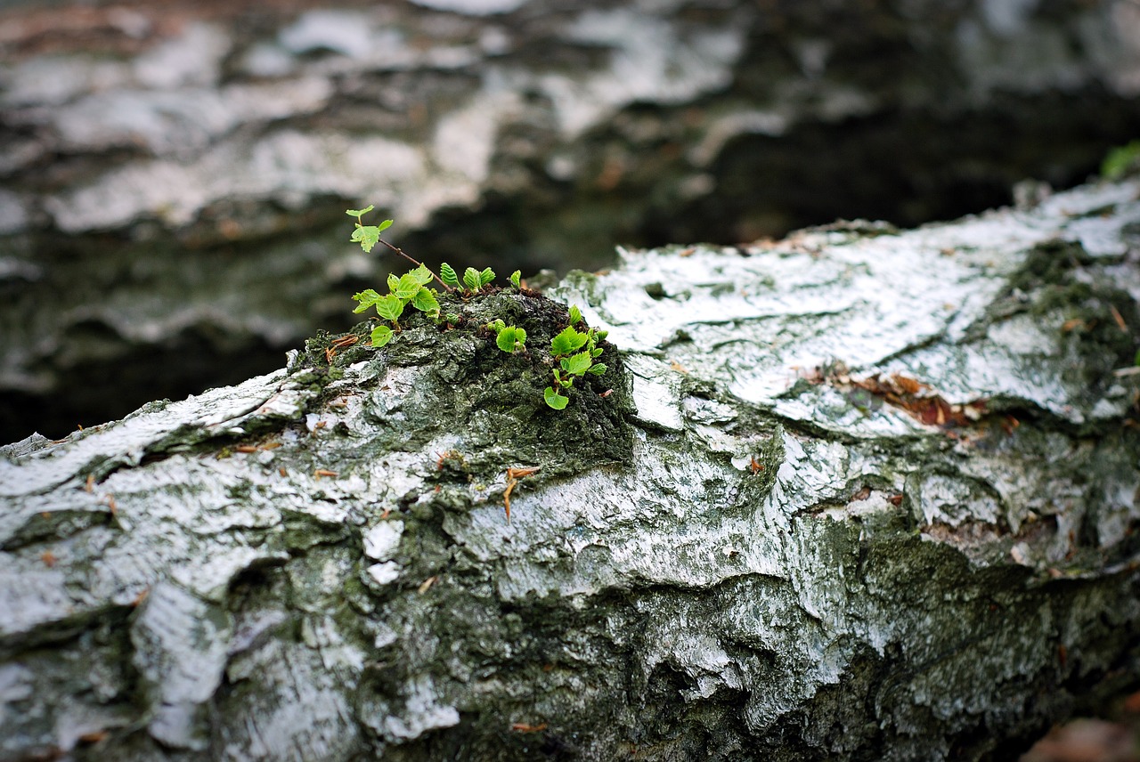 trunk leaflet the bark free photo