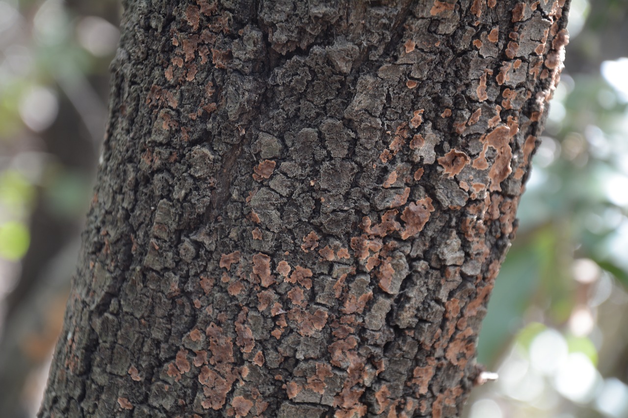 trunk tree bark free photo