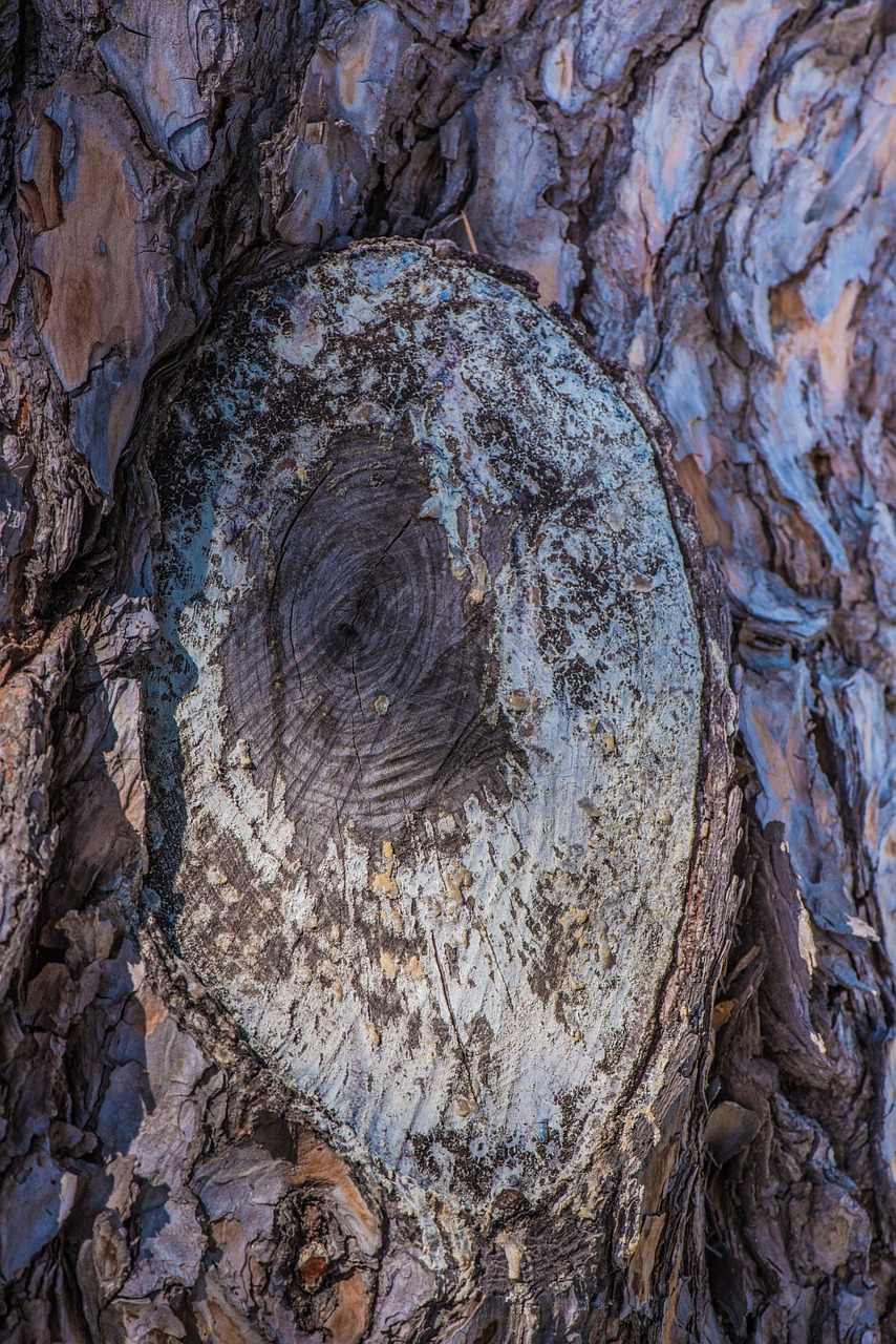 trunk tree wood free photo