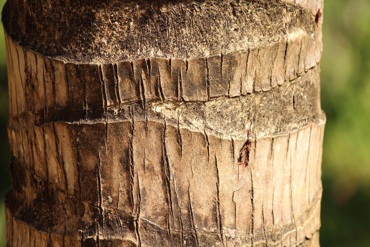 trunk wood flying free photo