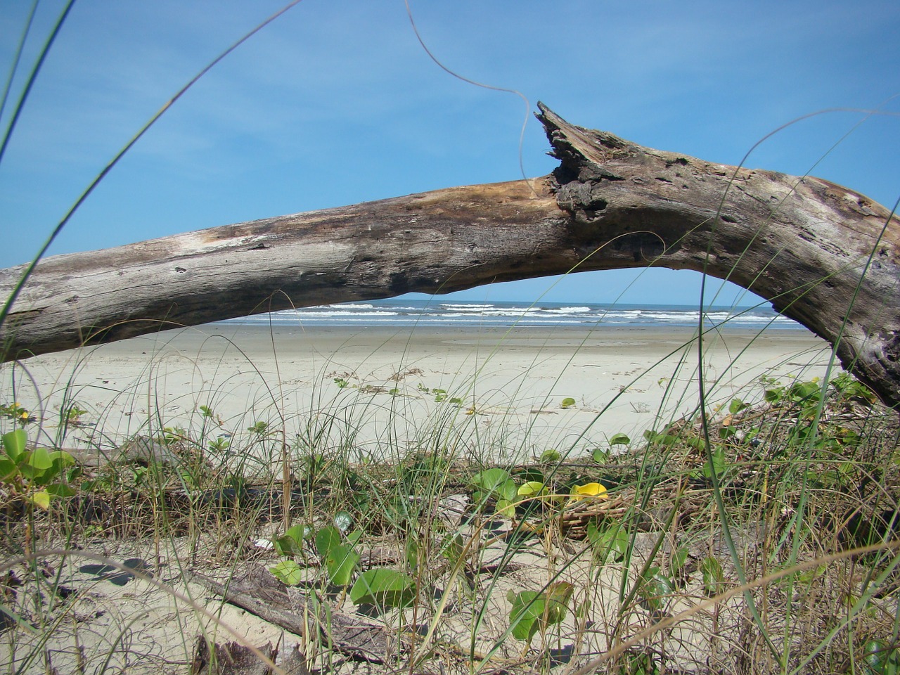 trunk beach mar free photo