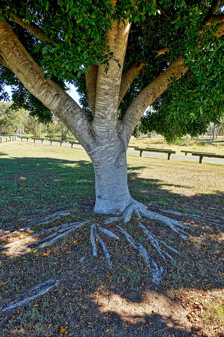 trunk tree roots free photo