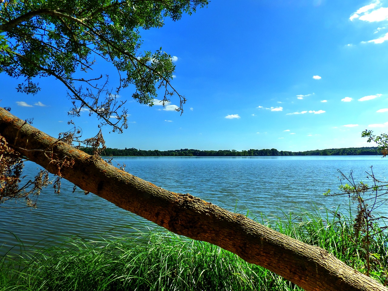 trunk lake trees free photo