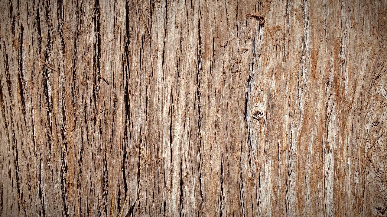 trunk bark tree bark free photo