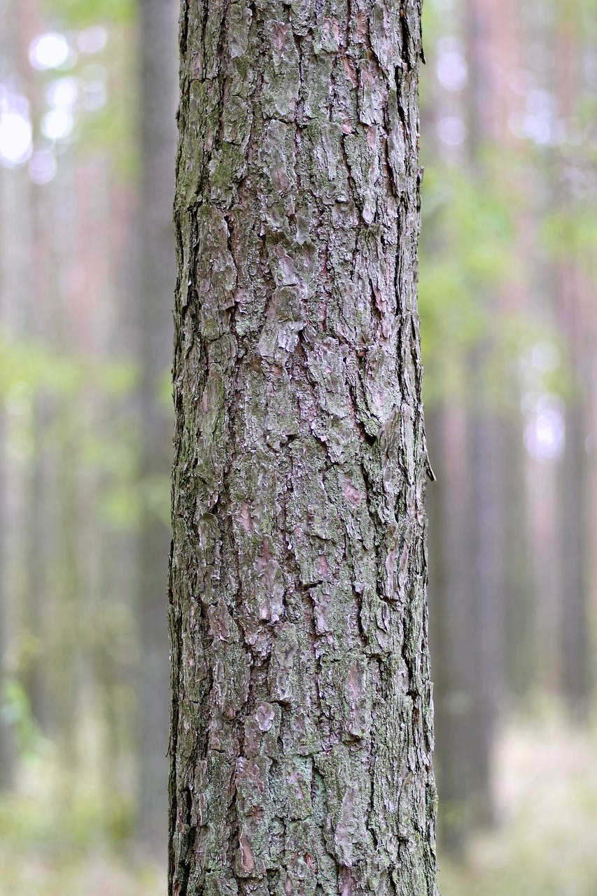 trunk tree spruce free photo