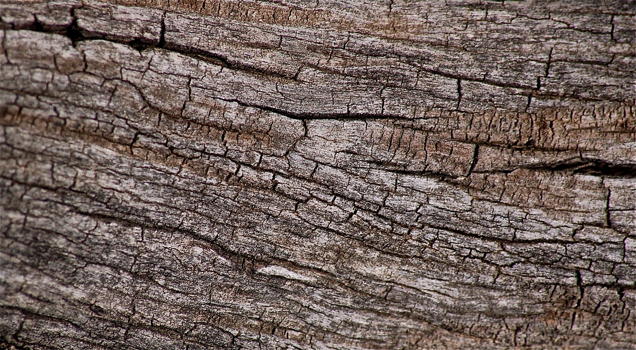 trunk tree dry free photo