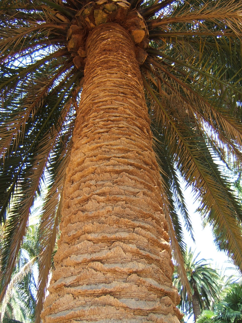 trunk palm big free photo