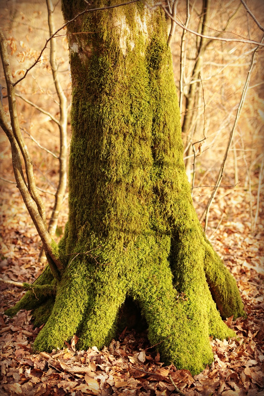 trunk wood old wood free photo