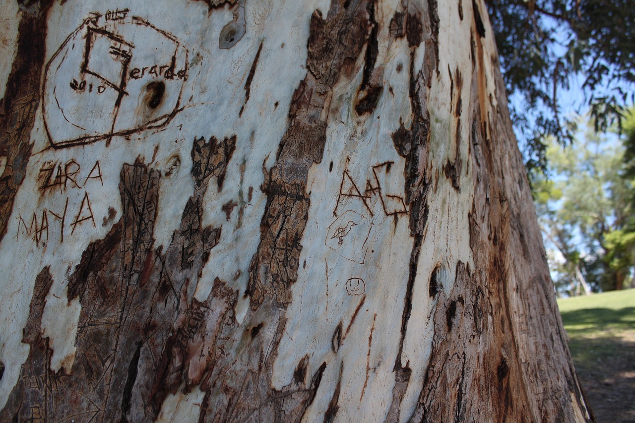 trunk carving vandalism free photo