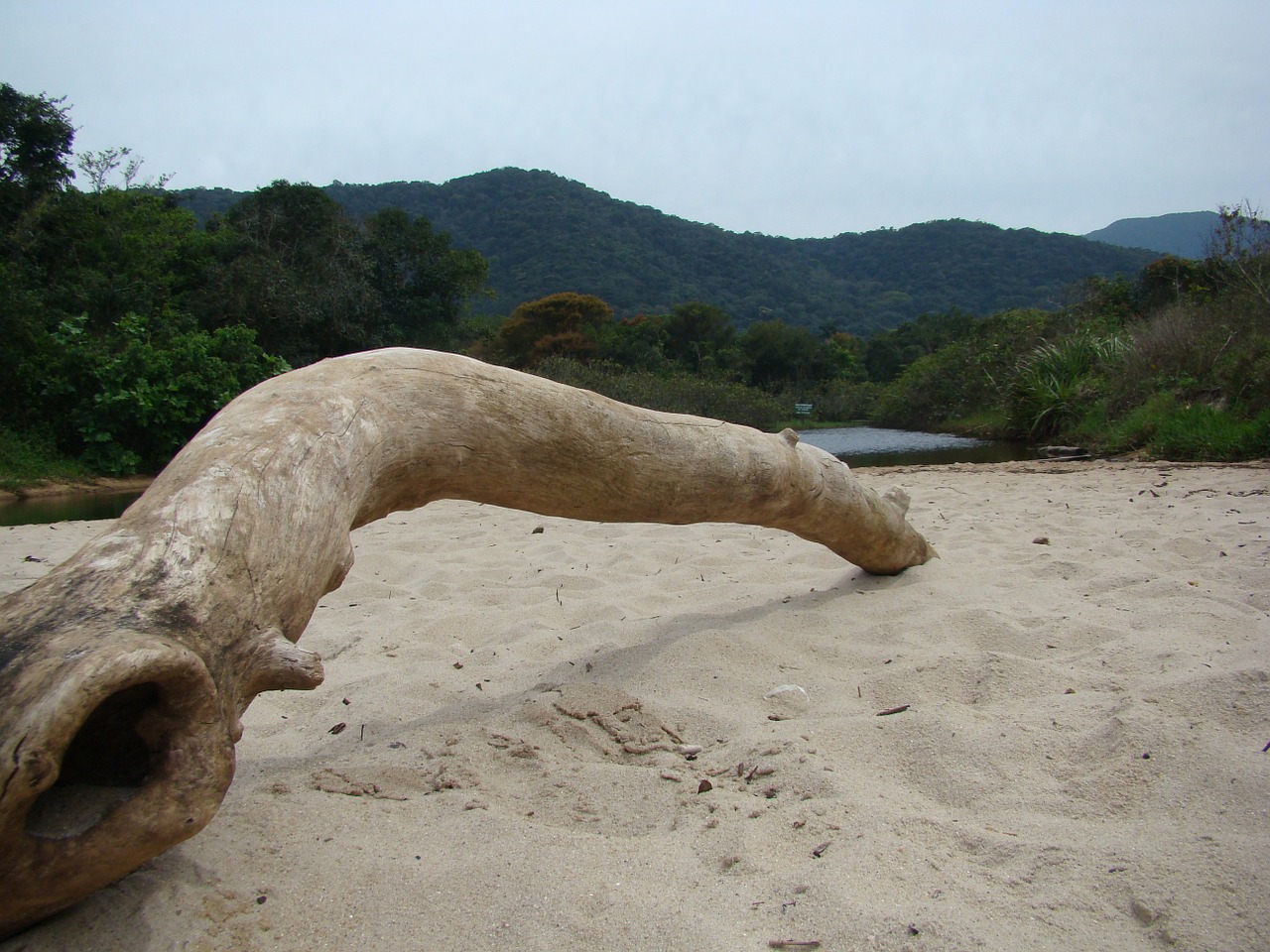 trunk nature beach free photo