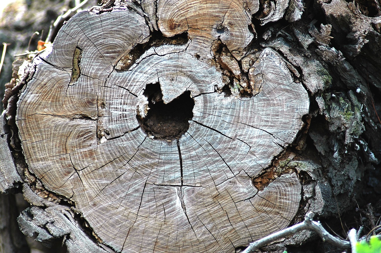 trunk rings defeated free photo