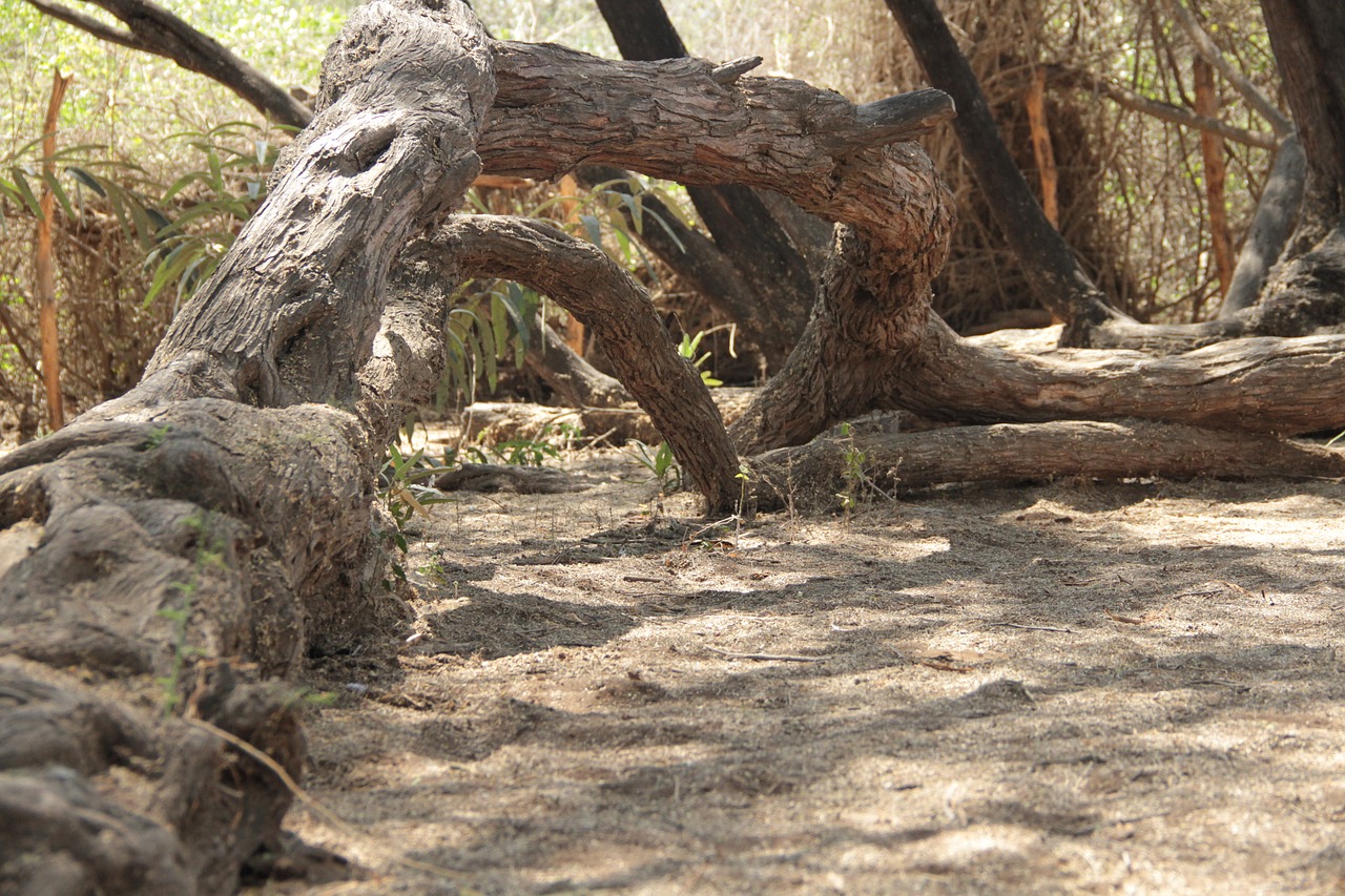 trunk nature tree free photo