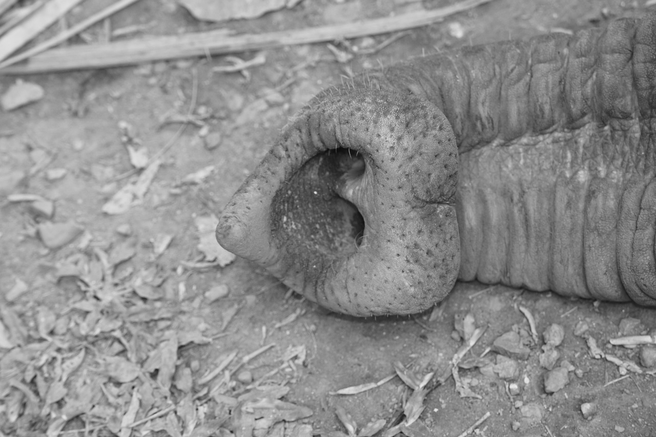 trunk elephant skin free photo